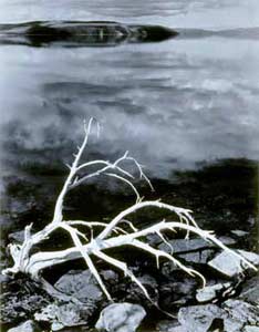 Ansel Adams White Branches, Mono Lake, um 1950 