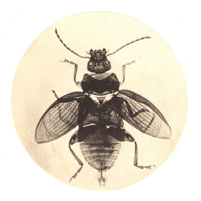 Arthur E. Durham Mikrophotographie einer Fliege, um 1865 