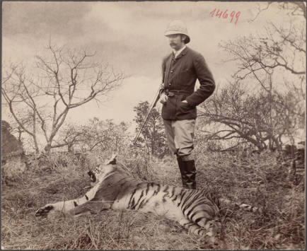 Der Erzherzog mit erlegtem Tiger (549 KB) Fotomontage Eduard Hodek jun./Atelier C. Pietzner, 24.2.1893 Sariska, Rajasthan, Indien Kollodiumabzug, 234 x 286 mm ©Museum für Völkerkunde 