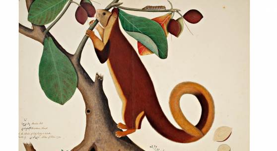 A Malabar Giant Squirrel in an Almond Tree, From The Impey Album, Signed By Shaykh Zayn Al-Din, Company School, Calcutta, Dated 1778 (est. £200,000-300,000)