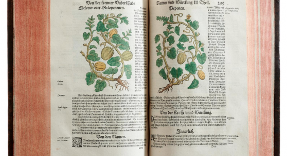 Kreutterbuch. M. Sebizium. Straßburg, J. Rihel, (1577). 500 altkolor. Textholzschnitten. Schätzp. €5,400 - €8,000 