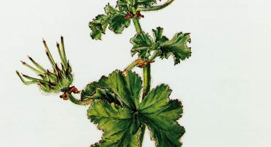 Pelargonium capitatum © SPSG 