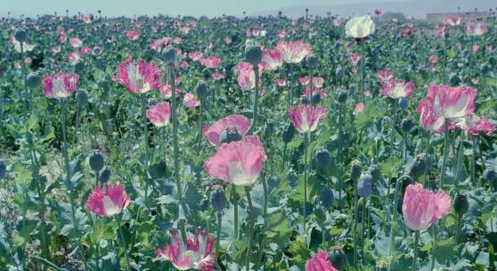 Poppyfield in Balkh province, Afghanistan, 2003, Alle Foto (c) Robert Knoth / Antoinette de Jong