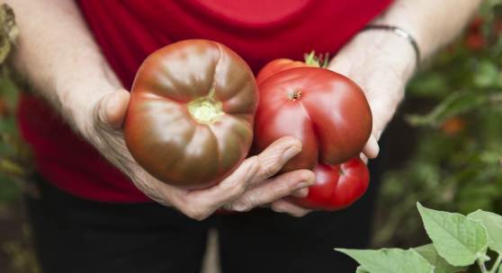 Foto: Robert Fleischanderl, Tomaten, 2020, 50x70 cm, Plakat auf Wand affichiert, © Robert Fleischanderl 2020/2021
