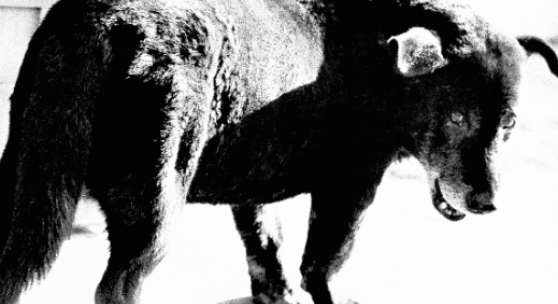 Stray Dog, Misawa, 1971. From A Hunter © Daidō Moriyama/Daidō Moriyama Photo Foundation 