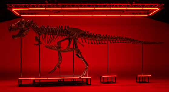 TRX293–TRINITY Ein vollständiges Tyrannosaurus-rex-Skelett. Alter: 65–67 Millionen Jahre. Schätzung: CHF 5 / 8 Millionen Auktion in Zürich: 18. April 2023