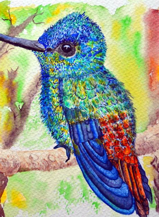 Kolibri in schillernden Farben 