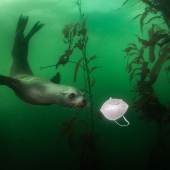 ENVIRONMENT, SINGLES, 1st Prize Title: California Sea Lion Plays with Mask © Ralph Pace, United States