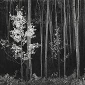 Lot 102 Ansel Adams Aspens, Northern New Mexico mural-sized, flush-mounted, framed, 1958, probably printed in the 1960s 301⁄2 by 39 in. (77.5 by 99.1 cm.) Estimate $150/250,000 Sold for $187,500