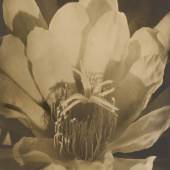 Lot 133 Imogen Cunningham Orchid Cactus (Cactus Blossom) warm-toned, signed in pencil in the margin, framed, circa 1926 12 by 91⁄2 in. (30.5 by 24.1 cm.) Estimate $120/180,000 Sold for $150,000