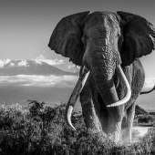 Lot 186 David Yarrow Amboseli Kenya mural-sized archival pigment print, signed, dated, and editioned ‘12/12’ in ink in the margin, mounted, framed, 2018; accompanied by a Certificate of Authenticity from the photographer’s studio 68 by 93 in. (172.7 by 236.2 cm.) Estimate $25/35,000 Sold for $106,250