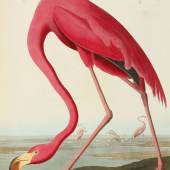 10256 Plate CCCCXXXI, American Flamingo