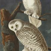 10256, Plate CXXI, Snowy Owl