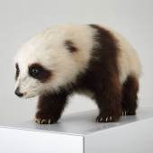Präpariertes Pandababy. Leihgabe Zoologisches Museum der Universität Zürich. ©Schweizerisches Nationalmuseum 