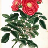 Andrews. Roses: or a monograph oft he genus rosa. 1805-1828. 19.500,-