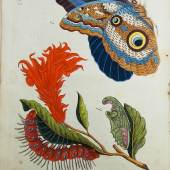Bedrohte Arten – Beschreibung und illuminierte Abbildungen in- und ausländischer Schmetterlinge. 1805-06. 7.500,-