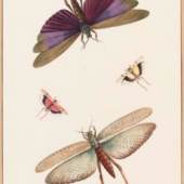 Mireille Mosler, Ltd: Nicolaas Struyk (1686-1769), Dragonflies, Watercolor and bodycolor on paper