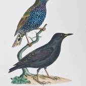 246 Naumann– Naturgeschichteder Vögel