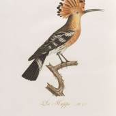 Lot: 28   Audebert, J. B.  Oiseaux dorés ou reflets métalliques. 1802. 2 Bde..  Schätzpreis: 15.000 EUR / 20.850 $   