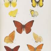 Lot: 27   Moore, F.  Lepidoptera Indica. 1890-1913. 10 Bde..  Schätzpreis: 25.000 EUR / 34.750 $   
