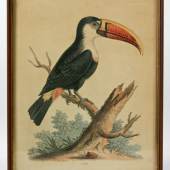 GEORGE EDWARDS (1694-1773)  5 Blätter aus „History of Uncommon Birds“  Aufrufnummer: 1816 Aufrufpreis: 140 Euro