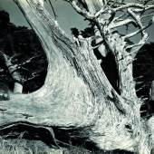 Weston, Edward 1886 Highland Park/Illinois - 1958 Wildcat Hill  Tree Trunk. 1930. Vintage. Gelatinesilberabzug. Originalrückkarton. Passepartout. 19,2 x 24cm (Karton: 33 x 39,5cm). Rechts unterhalb des Bildes monogrammiert und datiert.  Schätzpreis: 	10.000 - 15.000 €  Van Ham | Saša Fuis (Köln)