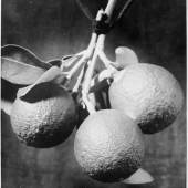 Sinaasappelen, Augusta Curiel Courtesy of Wereldmuseum.