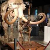 A large male mammoth skeleton from the Ice Age, found in the Tomsk Region, Siberia proved that mammoths were still popular with private collectors when the 2.4 m high and 4 m long skeleton sold for £115,000 (hammer, £140,500 premium).