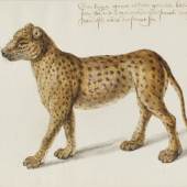 Frans Post, Jaguar, Haarlem, Noord-Hollands Archief, Master Drawings Volume 54, Number 3