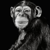 Walter Schels: Schimpanse | 1992 © 2017 Walter Schels