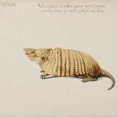 Six-banded Armadillo [Yellow Armadillo], Frans Post (1612–1680), watercolor and gouache, with pen and gray ink, over graphite, c. 1638–44 translated inscription: TATVPEBA. A kind of armored pig. Good to eat, tastes like a chicken Noord-Hollands Archief, Haarlem inv.nr. 53004652_02