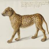 Jaguar, Frans Post (1612–1680), watercolor and gouache, with pen and black ink, over graphite, c. 1638–43, translated inscription: A tiger, as large as a common calf, they are very ferocious and strong, of this species there are some that are black. Noord-Hollands Archief, Haarlem, inv.nr. 53004667