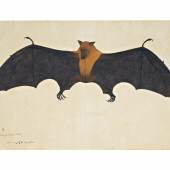 A Great Indian Fruit Bat or Flying Fox, From The Impey Album, Signed by Bhawani Das, Company School, Calcutta, circa 1778-82 (est. £300,000-500,000)
