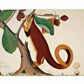 A Malabar Giant Squirrel in an Almond Tree, From The Impey Album, Signed By Shaykh Zayn Al-Din, Company School, Calcutta, Dated 1778 (est. £200,000-300,000)