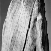 Ansel Adams, White Stump, Sierra Nevada, California, 1936 © The Ansel Adams Publishing Rights Trust / SPUTNIK