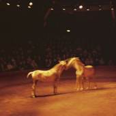 Nan Goldin Horse Circus, Paris, 2004 Farbsublimationsdruck auf Aluminium (50,8 x 76,2 cm) Courtesy of the artist and Marian Goodman Gallery © Nan Goldin