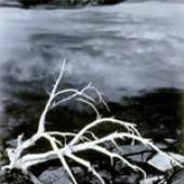 White Branches, Mono Lake, um 1950 
Kunsthaus Zürich, The Marc Rich Collection 
© 2008 Estate of Ansel Adams

