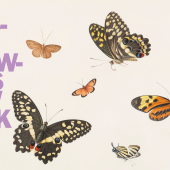 Anton Henstenburgh (1695-1781), Four Butterflies and three moths. Image courtesy of Mireille Mosler Ltd.
