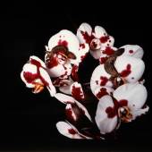 Flowers and Jamorinsky 2005–2006 © Nobuyoshi Araki