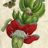 ((Bild „Banane Merian“, Bildnachweis: Kunstkabinett Strehler)): Raupe, Puppe und Falter auf einer Bananenpflanze: Diese Darstellungsform ist typisch für die Bilder der Maria Sibylla Merian.