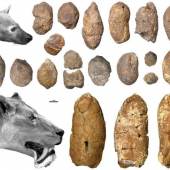 Die bisher ältesten gefundenen Exkremente konnten einer urzeitlichen Hyäne (Protictitherium) und einer Scheinsäbelzahnkatze (Albanosmilus) zugeordnet werden, Grafik: Universalmuseum Joanneum/M. Gross 
