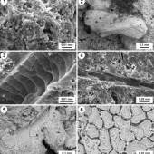 Grafik: M. Gross (UMJ) Einschlüsse im fossilen Kot von Protictitherium (1: versteinerte Bakterien, 2: Knochenrest, 3–4: Abdrücke von Haaren, 5–6: Abdruck einer Blattoberfläche; Elektronenmikroskopfotos). Grafik: M. Gross (UMJ)
