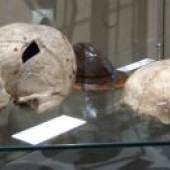 Schädel aus alamannischen Gräbern von Oberschmeien (links) und Sontheim/Brenz (rechts) sowie ein eiserner Schildbuckel aus Tübingen-Unterjesingen mit Hiebspuren von Schwertern (Foto: Museum).