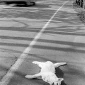 Roger Ballen Dead Cat, 1970 © + courtesy Roger Ballen