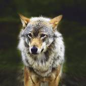 Sujet „Der Wolf“, Foto: KH. Wirnsberger