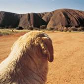 Wim Wenders, Dog on the Road to Ayers Rock #2, Uluru, 1977, C-print, 124 x 163.7 cm, © Wim Wenders / Courtesy Blain | Southern