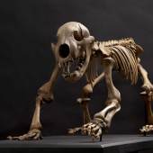 Bärenjungen-Skelett, Gattung Ursus spelaeus aus der Eiszeit, ca. 30.000 vor Christus. Startpreis: 7.500 Euro