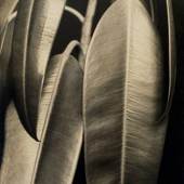 Aenne Biermann, Ficus elastica, 1926-28 Silbergelatine-Abzug, 46,7 x 35 cm Foto: Sibylle Forster Stiftung Ann und Jürgen Wilde, Pinakothek der Moderne, München