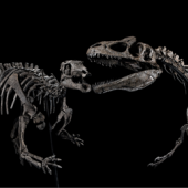 Camptosaur and Allosaur skeletons presented by Jason Jacques Gallery ©Jason Jacques Gallery.