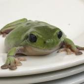 Juergen Teller Frogs and Plates No.1, 2016 © Juergen Teller